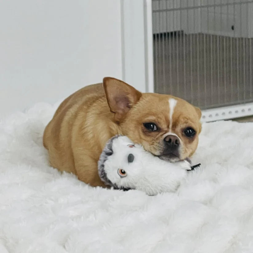 Emotional Support Toy