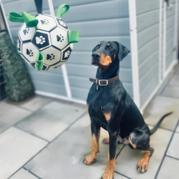 Interactive Dog Football